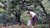 China Forestry